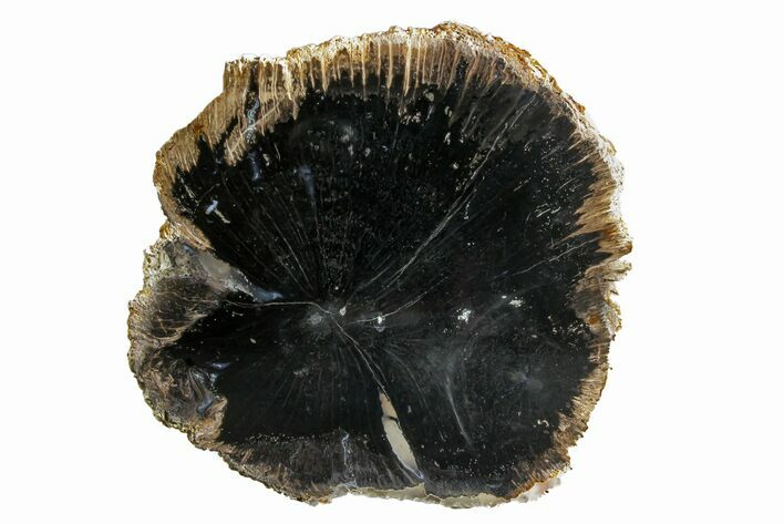 Polished Petrified Live Oak (Quercus) Slab - Indonesia #166420